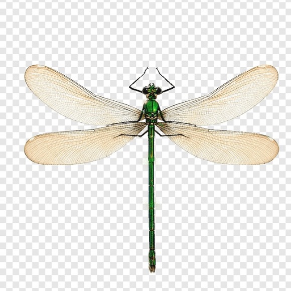 bellalibellula